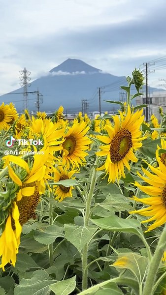 まだ咲いていたひまわり畑越しに見た富士山です 撮影日2026.9.3 #富士市 #富士山 #ひまわり #向日葵 #ヒマワリ