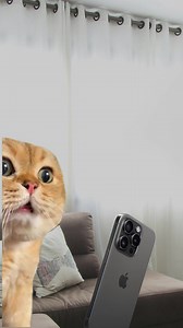 293K views · 2.7K reactions | Siri needs an update  | sounds: YT @mark_kacy #reelsvideoシ #reelsfypシ #fb #cat #funnymemes | Shercat Holmes | Facebook