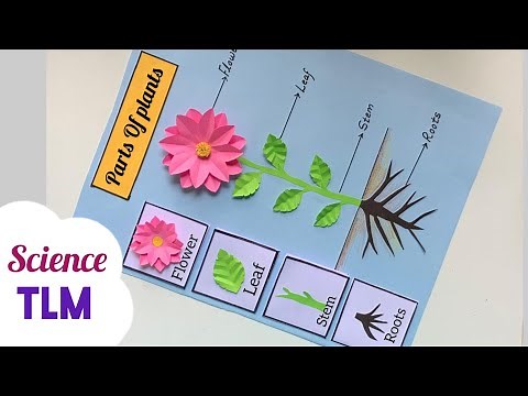 Parts Of Plants TLM/ Parts Of Plants Science Model/ Parts Of Plants Science Project/ Science TLM