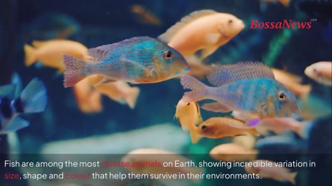 Nature’s most colourful fish revealed