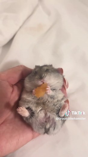 Winter White Hamster Care Tips for Beginners