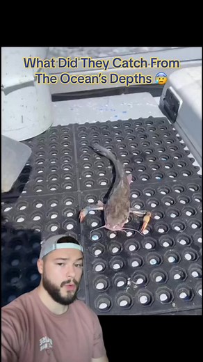 Unusual Fish with Legs: A Unique Ocean Discovery