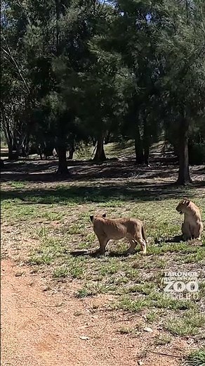 Lion Pride Lands POV 🦁🚚