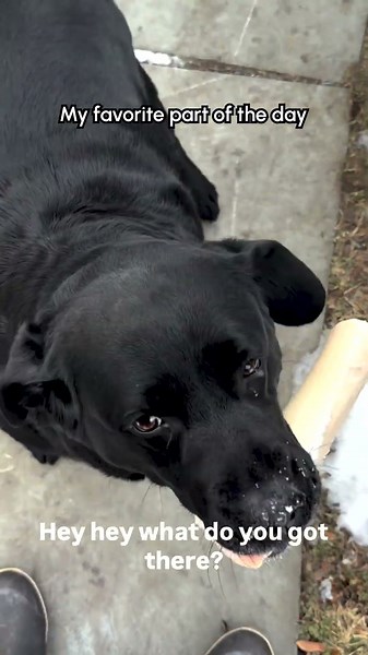 Labradors Greet Dad With ADORABLE Wiggles! 🥰
