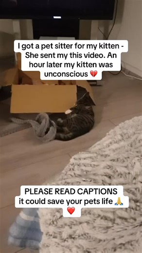 AllThingsPets on Instagram: "I had to work away overnight. I didn’t want to leave my kitten alone when young, so I got a pet sitter. She sent videos and pictures to keep me updated, but then I got a desperate call — he was weak and shaky. I asked what he had eaten and she said she fed him his food… and then some of her grapes as a snack. My heart sank. Most pet parents don’t realize that everyday things like chocolate, grapes, painkillers, recreational meds, prescription meds, onions, garlic, an