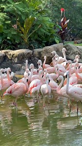 5.5K views · 106 reactions | NOW OPEN! Visit birds from around the world in our brand-new exhibit, Birds of the World, this weekend. | Houston Zoo | Facebook