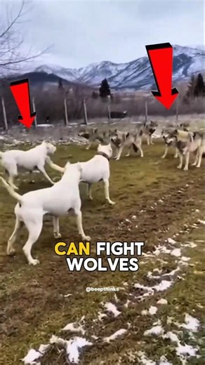Did You Know These 3 Dogs Can Fight Wolves?