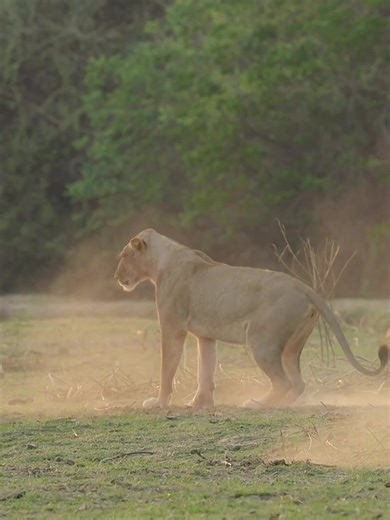 United States 🇺🇸 #amazinganimal snowleopard wildlifeoftiktok #foryourpage #unitedkingdom🇬🇧 #unitedstatesofamerica🇺🇸