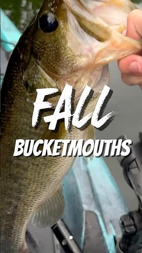 How to Catch Bass in Fall #fishing