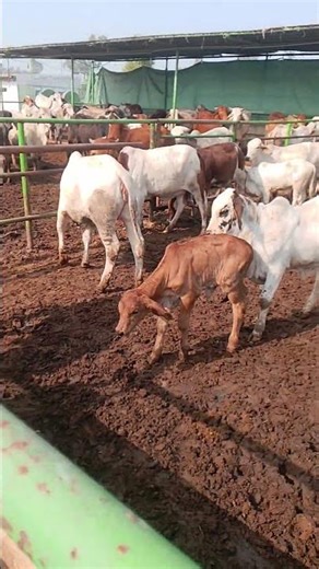 Bull Calves group #cow #cow #sahiwalbreed #bull #sahiwalbreed #farmanimals #farmanimalslist #animals