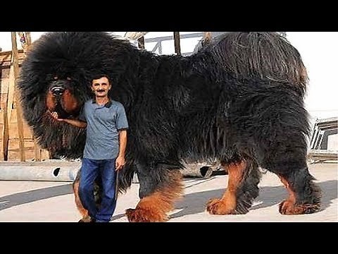 10 Strongest Dogs in the World