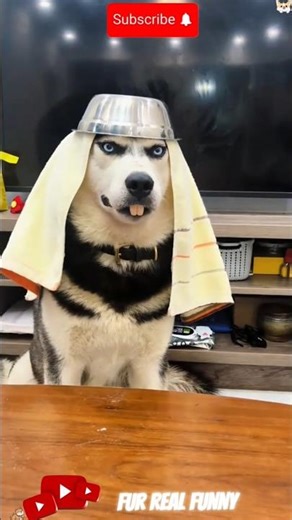 “Proof that huskies come with unlimited noise.”#HuskyTalks #NoisyDog #FunnyDogs #HuskyReels