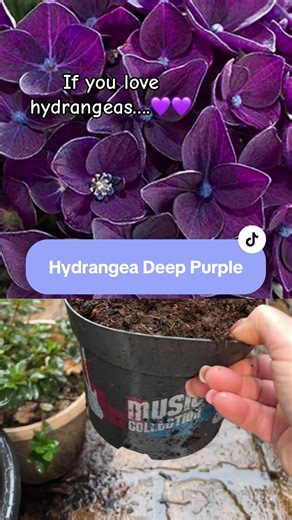 hydrangea. So easy to keep and maintain #purple #hydrangea #deeppurple #smokeonthewater by #tiktokmakemeplantit @YOU GARDEN LIMITED