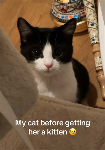 Best Friends Forever: Cats and Their Kittens 🐾