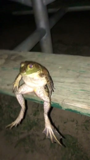 Funny frog compilations🐸 #funny #frog #frogs #shorts #funnyvideo