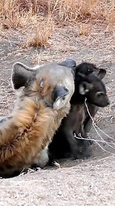 Cute_Hyena_Pups_Bonding_With_Mom | Animals voice