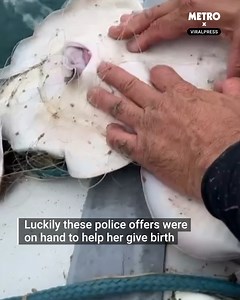 1.4M views · 5K reactions | Helping a mother shark give birth | Metro | Facebook