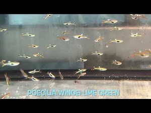 Poecilia wingei LIME GREEN