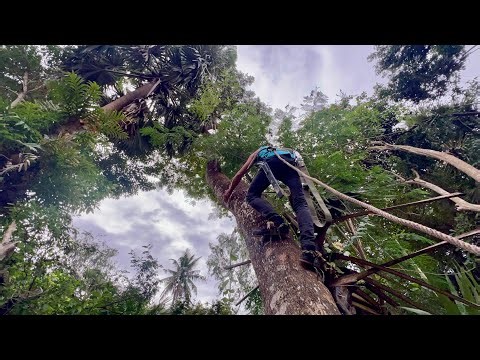 Super high curved tree sawing: tree sawing technique