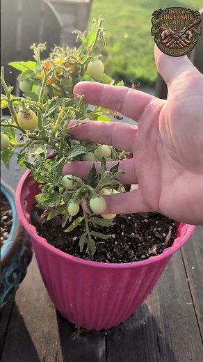 The BEST Tiny Tomatoes for Container Gardening 🌱