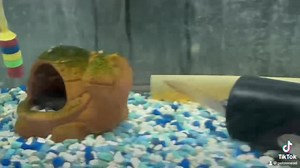 "Unveiling the Enigmatic Beauty of the Violet Goby: A Majestic...