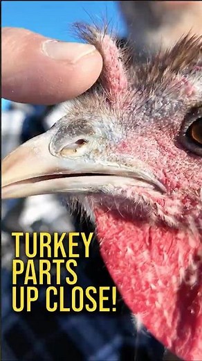Turkey Parts Up Close! (Snood, Wattle & More Explained!)