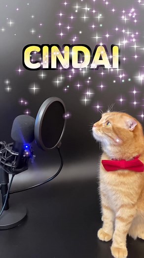 Benny Sings 'CINDAI' for Malaysian Fans | 고양이, Kucing, Catsoftiktok