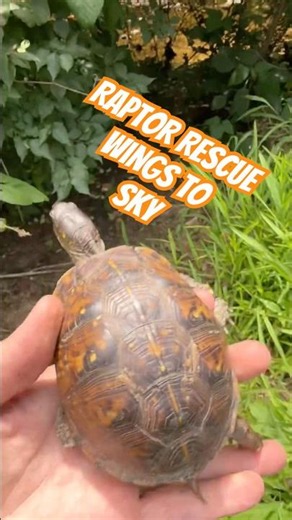 Box Turtle walks to new home #turtlerescue #wildliferescue #shorts