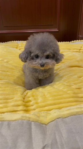 Video Chó Cute và Hài Hước Nhất TikTok