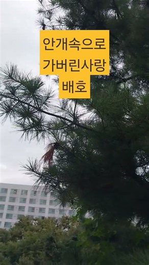 #안개속으로 가버린사랑 #원곡 배호 #불멸의 트롯황제