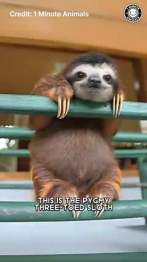 4.7K views · 105 reactions | Pygmy Three-toed Sloth 殮 The Tiniest Sloth on Earth! #cute #animals #pets https://www.ganjingworld.com/channel/1g2hsheccn142lfubS8wbLpIx12m0c/?&utm_medium=social&utm_source=GJWContent&utm_campaign=fb_en Credit: 1 Minute Animals | Gan Jing World | Facebook