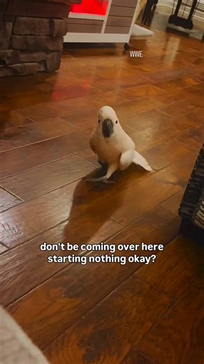 Crazy bird 😂 | WWE