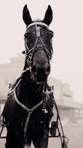 Harness Racing Highlights at The Meadows This Week