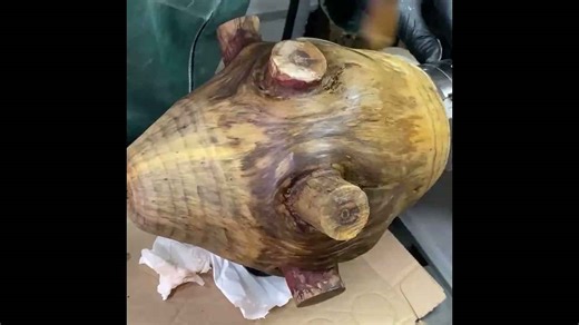 Monkey puzzle wood is so rare to turn