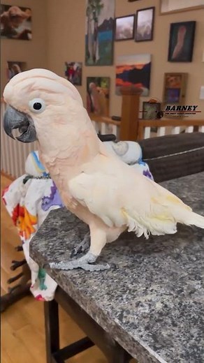 The Evil Dr. Barney Laugh!! 😂🤣🤪 Subscribe now for daily Barney videos!