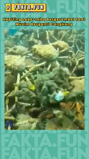 Kepiting Laba-Laba Raksasa Bergerombol Saar Berganti Cangkang #faktaunik #faktamenarikdunia #faktamenarik | FAKTA FUN