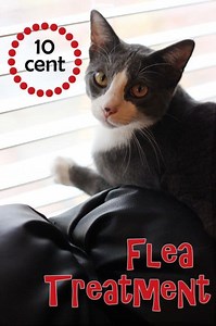 Essential Oils for Fleas on Cats and Dogs