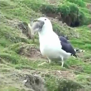 A seagull eats a rabbit
