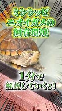 [Turtle] The popular Mississippi Musk Turtle is easy to keep! A one-minute guide to keeping them!...