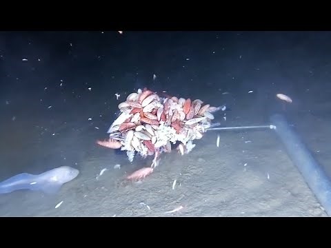 15 AMAZING Newly Discovered Species