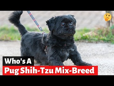 Should you get Pug Shih-Tzu Mix-Breed (PugZu)?
