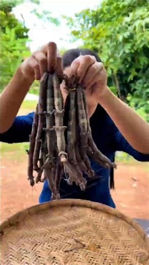 World’s Strangest Insect That Looks Like a Stick! #shorts #plants #farming