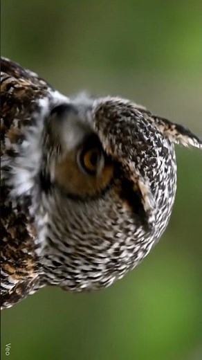 “Owl’s Epic Head Turn in Slow Motion 🦉💫 | Nature’s Coolest Move! #shorts”