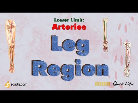 Lower Limb: Arteries Anatomy | Leg Region