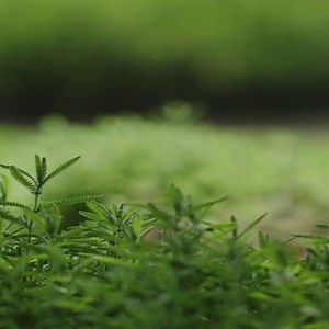 At Amway, sustainability is in our DNA 🌍💚 Through ethical, responsible practices, we provide trusted solutions that support both a healthier life for you and a healthier planet for all #KnowAmway #KnowAmwaySG #KnowAmwaySingapore #AmwaySingapore #AmwaySG #Nutrilite #Artistry #eSpring #Satinique | Amway Singapore
