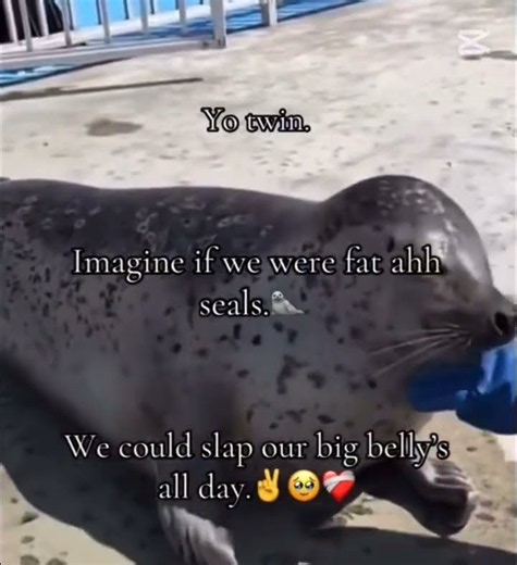 Imagine we were Seals Twin ✌ #letboomspeak #skibiditoilet #memes #seal #sealonline #memes #meme #Sea