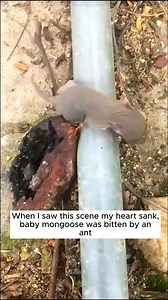 Rescue baby mongoose, Please send them your wishes 🙏❤️ #animals #rescue #rescueanimals #fyp #mongoose | Beautiful Dogs Love