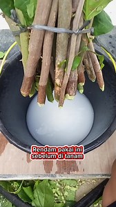 Soak the bougainvillea cuttings with fungicide, prevent stem rot. | Prasetyo Kiki