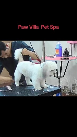 Puppy လေးတွေကို Spaလုပ်ချင်တာတို့ Grooming လုပ်ချင်တာတို့ဆို Paw Villa Pet Spa 281 ဗိုလ်မြတ်ထွန်းလမ်း ဗိုလ်တထောင် အထက ၃ ဗိုလ်တထောင်အနီး ph 09409438389 သို့ ဆက်သွယ်လာရောက်နိုင်ပါတယ်ရှင့်🥰#typ #Paw #စိတ်ချမ်းသာပါတယ်ကွာ🤣