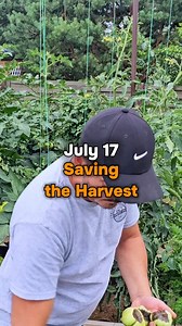 96K views · 386 reactions | Saving the tomato crop. In my experimental tomato bed (I planted six different varieties on it), all the fruits, two varieties were affected by "Blossom end rot". To prevent the disease from spreading further, I decided to remove four tomato bushes completely. Please suggest less drastic ways to combat "Blossom end rot". | Harvest Garden | Facebook